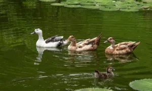 Pequeños_animales