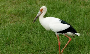 Pequeños_animales