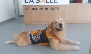 Pequeños_animales