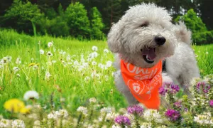 ¡La Lealtad Tiene Nombre: ¡Feliz Día del Perro!