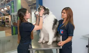 Clínica Veterinaria Universitaria: Espacio de Ciencia, Servicio y Empatía