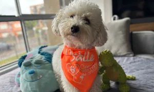 Pelos, Juegos y Cariño: ¡Celebra con tu Peludo!