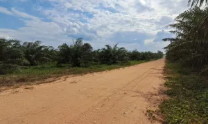 Sistema de cultivo extensivo de palma para producción sostenible