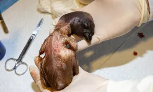 Nacimiento del condor