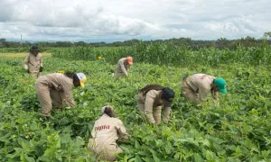 ingenieros agronomos utopia
