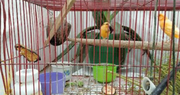 Pájaros de múltiples colores en una caja