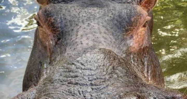 Hipopótamo asomándose bajo el agua, la imagen muestra los ojos y la nariz