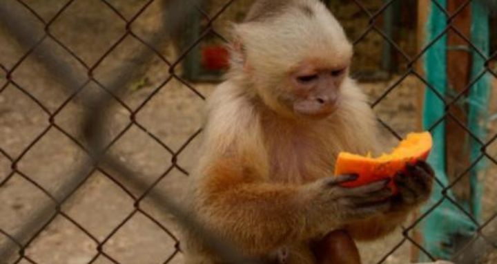 Mono observando una cáscara de mango mientras la sostiene en la mano
