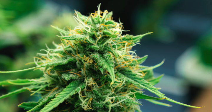 Análisis de cannabis y derivados acreditado bajo la norma ISO/IEC 17025:2017