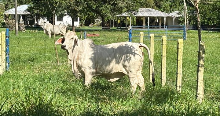 Imagen de fondo de una vaca representando el CIC Casanare