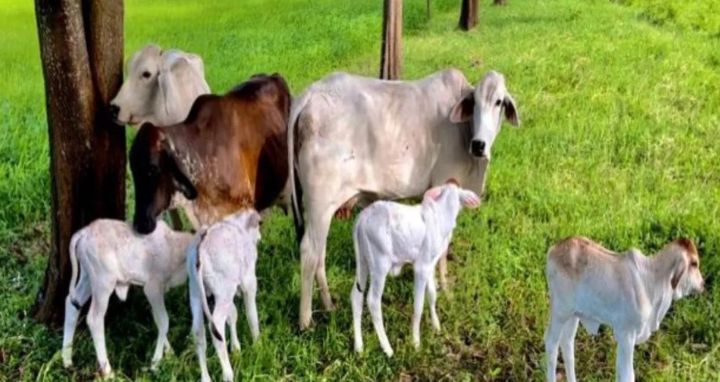 Ganado Brahman en instalaciones del CIC Gavan