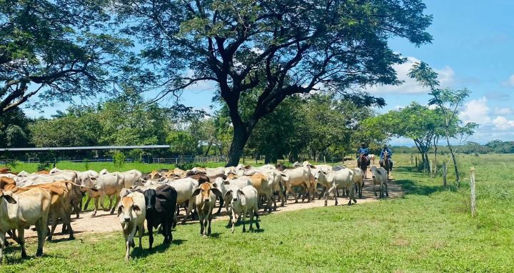 Paisaje de sabana e instalaciones del CIC Macarena
