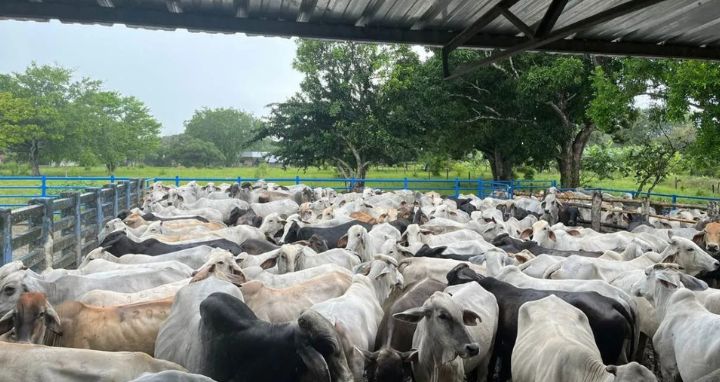 Ganado en potrero representando el CIC Matepantano