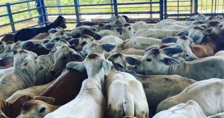 Ganado de carne en potrero