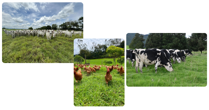 Productos agropecuarios del CIC: bovinos, aves y leche