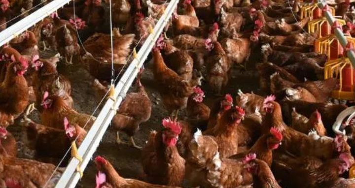 Ganado de carne en potrero