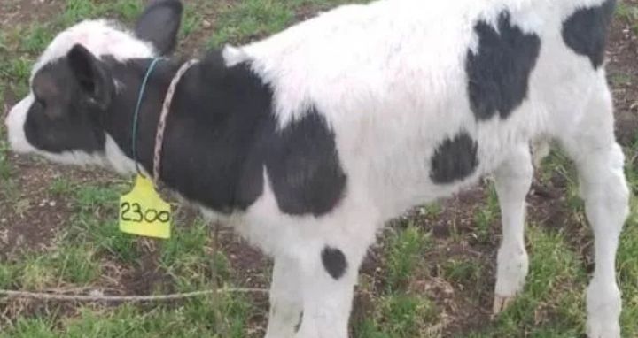 Ganado de carne en potrero