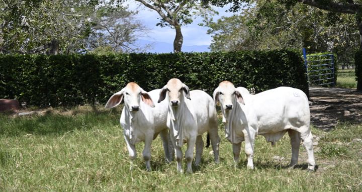 Ganado Brahman en instalaciones del CIC Gavan