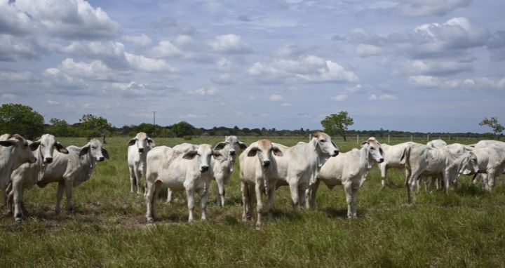 Paisaje de sabana e instalaciones del CIC Macarena