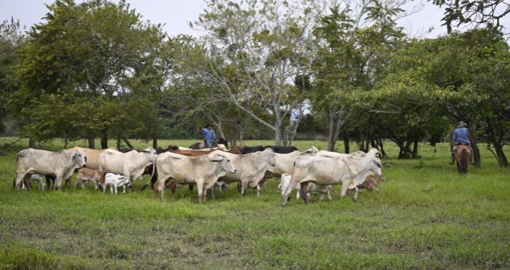Ganado en potrero representando el CIC Matepantano
