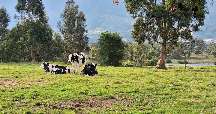 Ganado de carne en potrero