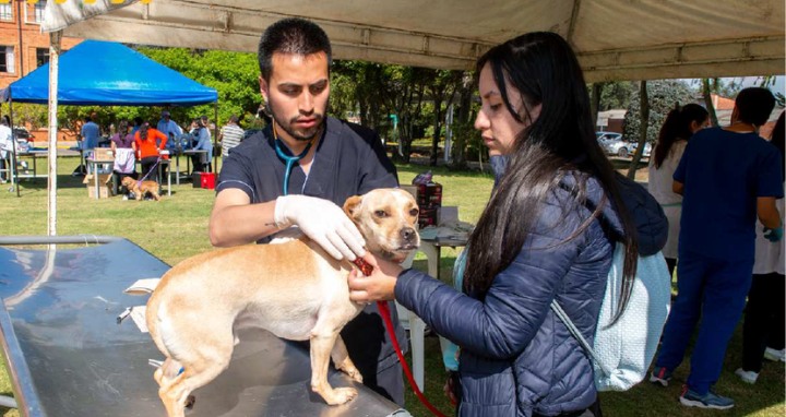 Portada del boletín Una Salud y Un Bienestar del Observatorio Colombiano de Salud y Bienestar Animal