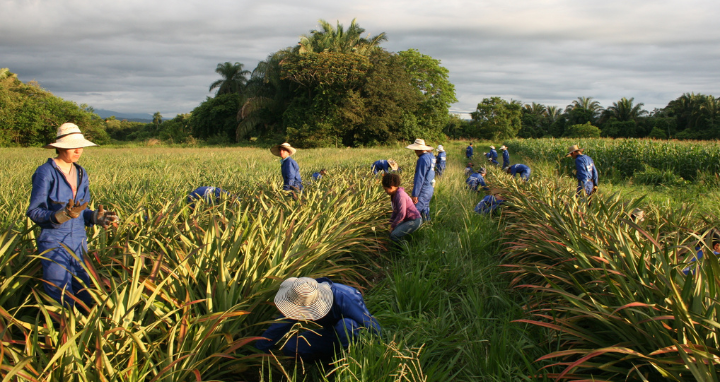 Programa profesional ancla de Ingeniería Agronómica e Ingeniería Agropecuaria