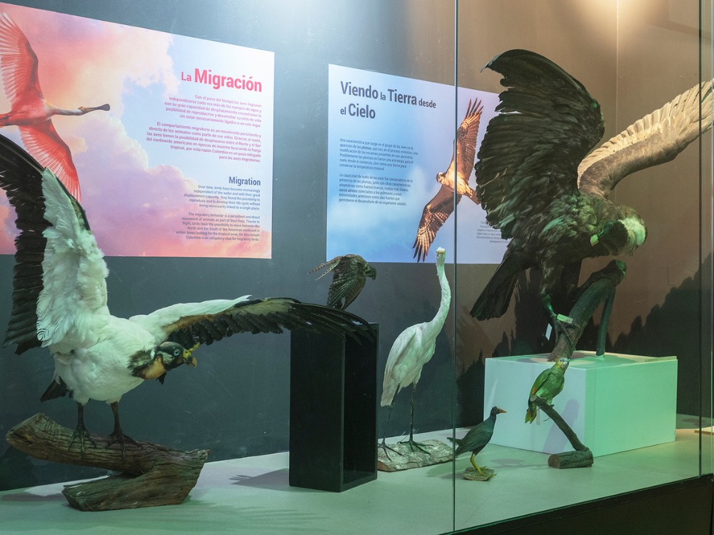 Exposiciones temporales