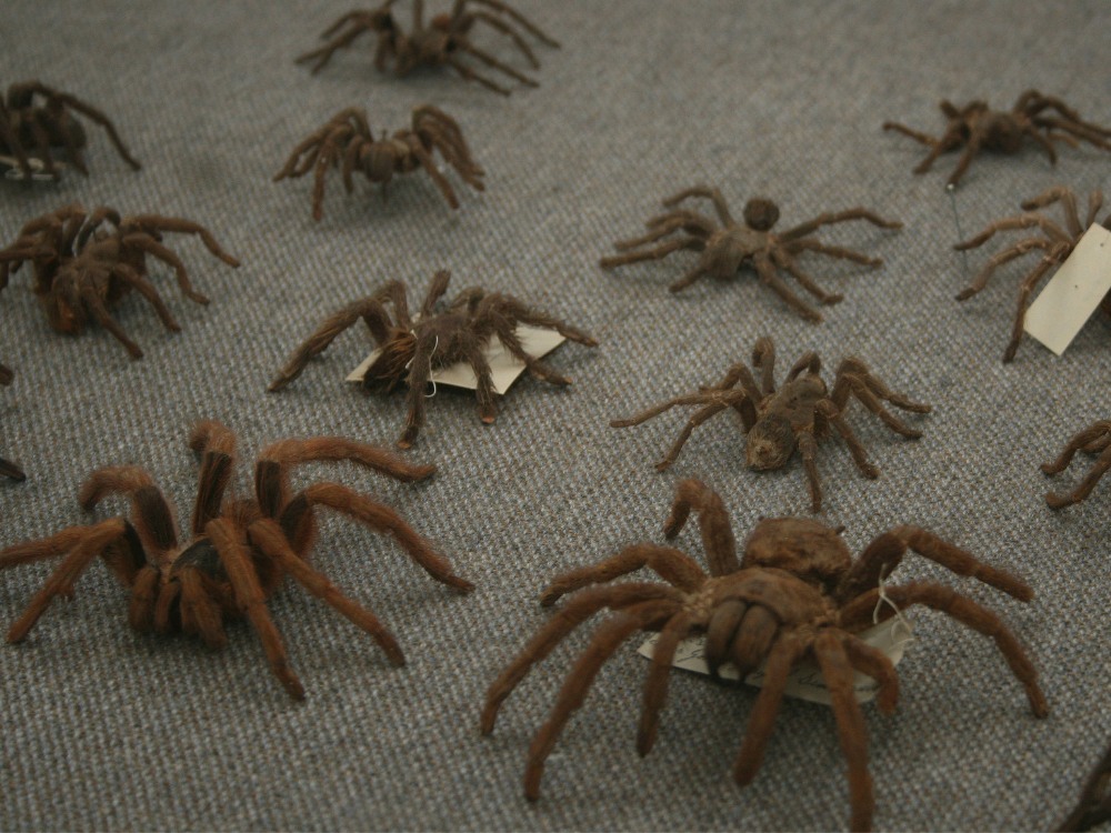 Colección de invertebrados