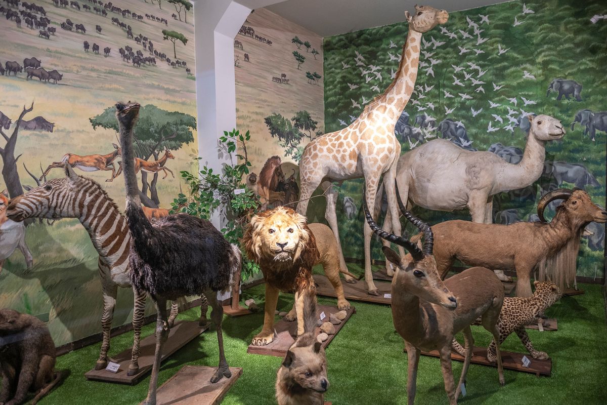 Exposiciones temporales