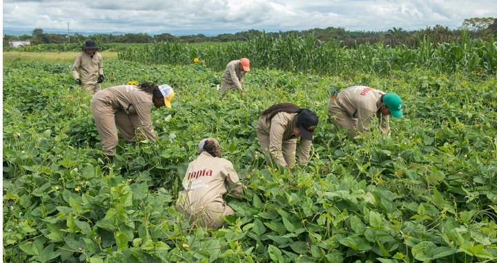 Personas trabajando en un cultivo rural, representando la relación entre territorio, biodiversidad y sostenibilidad