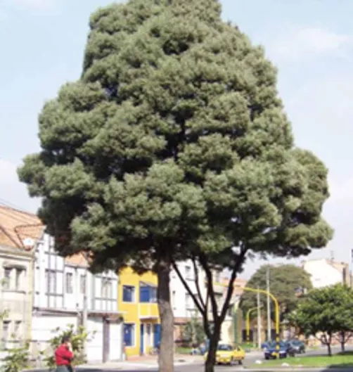 Imagen por defecto