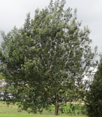 Acacia Negra