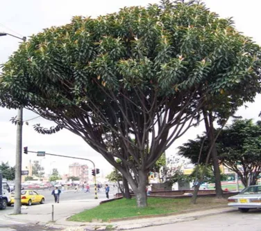 Imagen por defecto