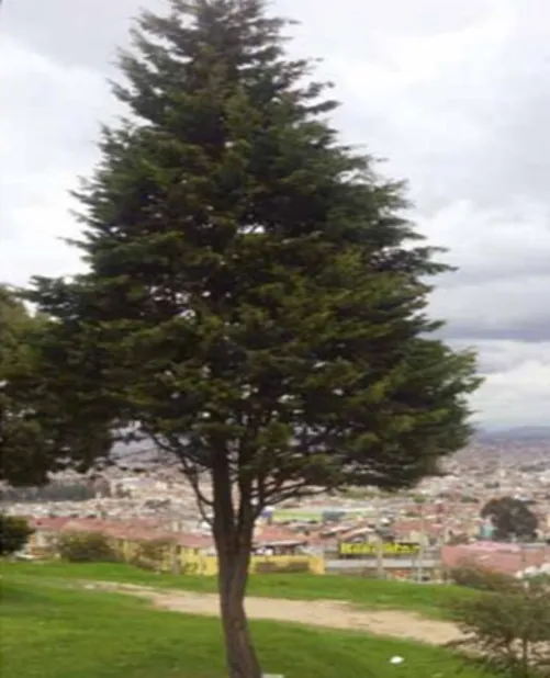 Imagen por defecto