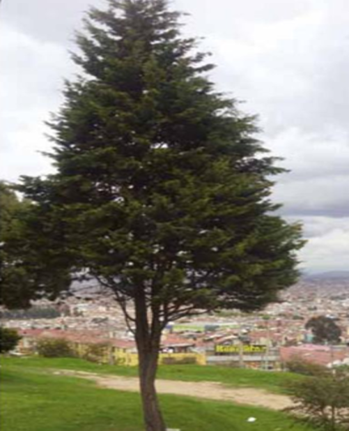 Imagen por defecto