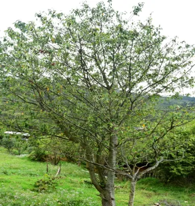 Durazno