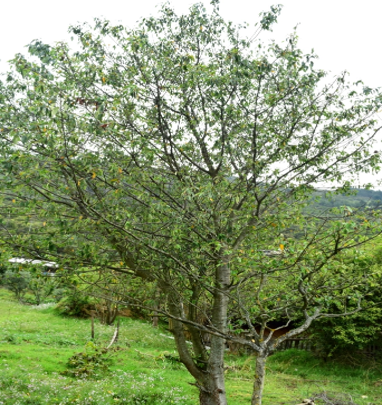 Durazno