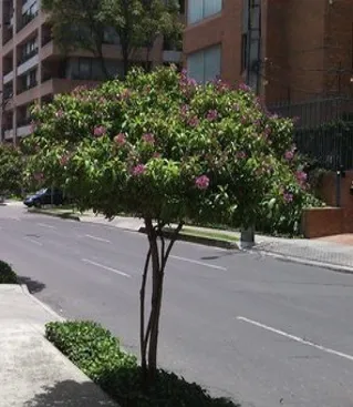Imagen por defecto