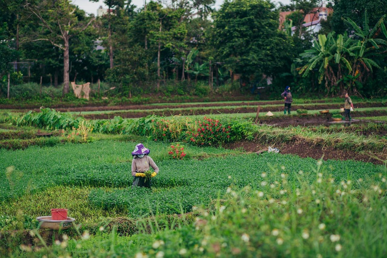 Modo de vida campesino y desarrollo rural