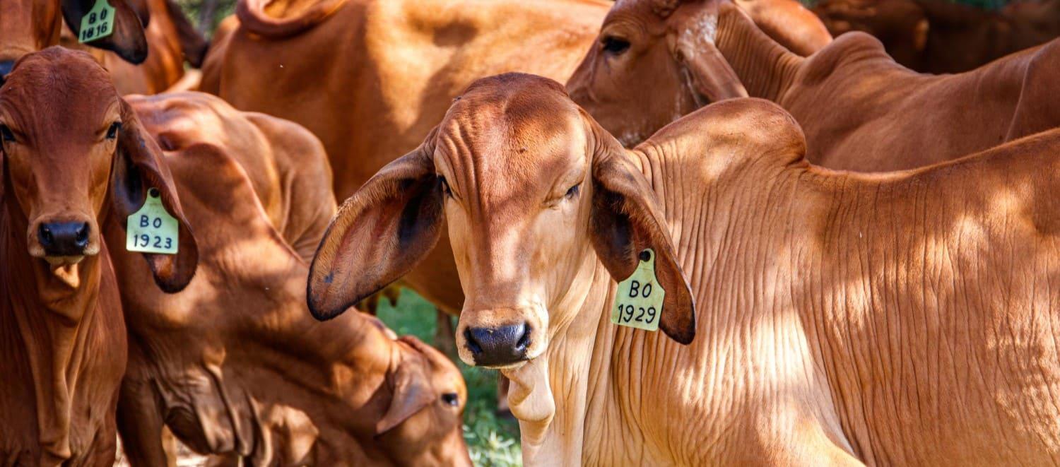 Nuevo decreto regula las plantas de beneficio animal de categoría de autoconsumo
