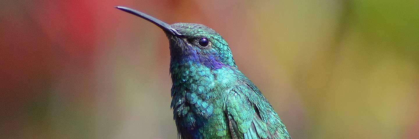 La sede Norte es el hogar de más de 50 especies de aves silvestres