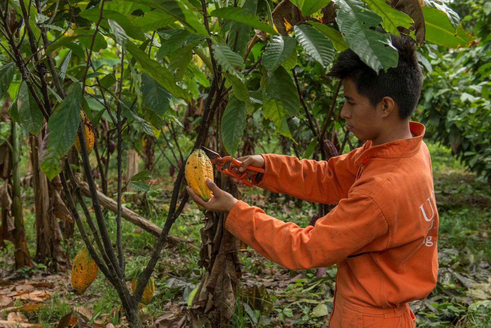 Estudiantes de Utopía demuestran sus conocimientos agropecuarios
