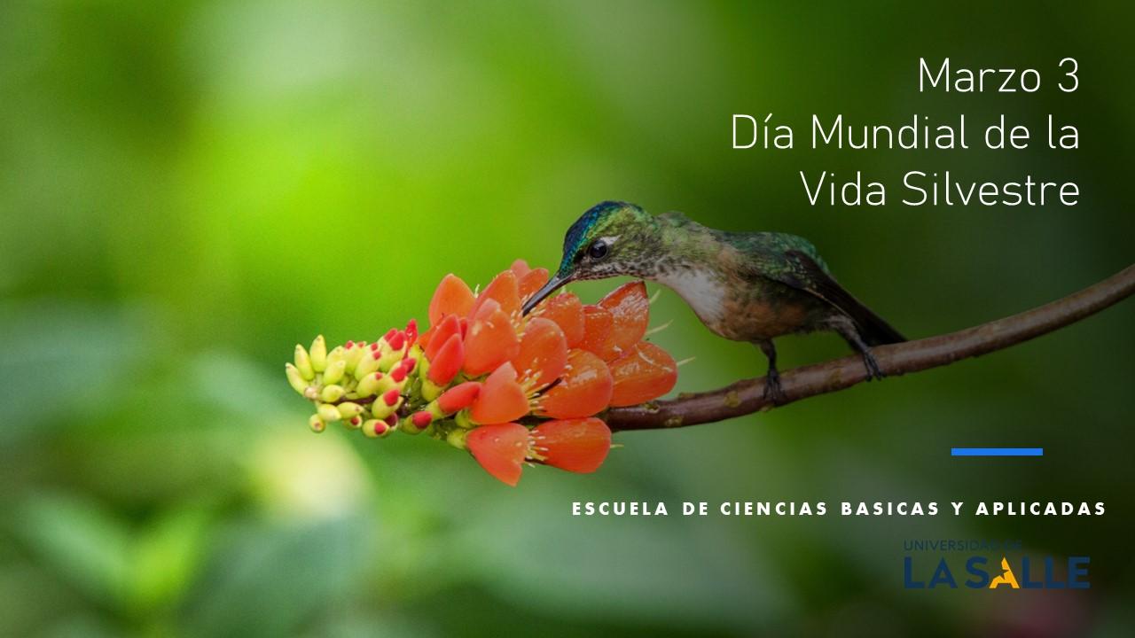 Dia mundial de la vida silvestre