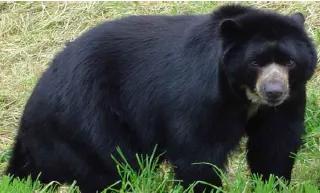 Estudio de la dieta del Oso Andino