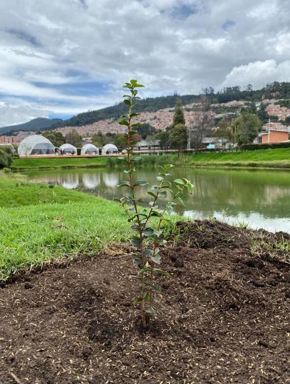 Feijoa