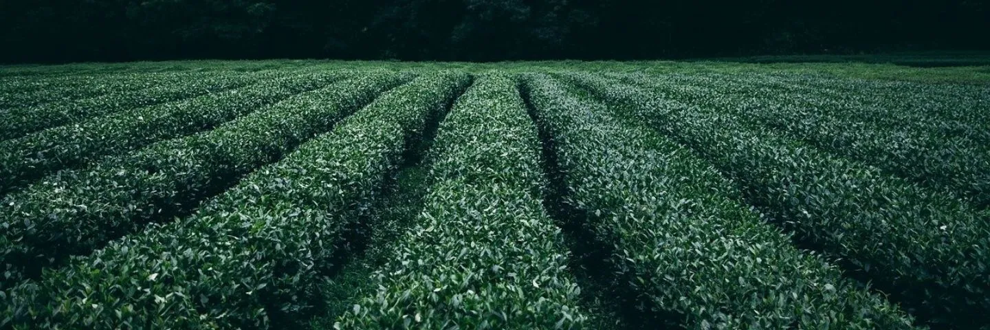 Beneficios del uso de forraje verde hidropónico