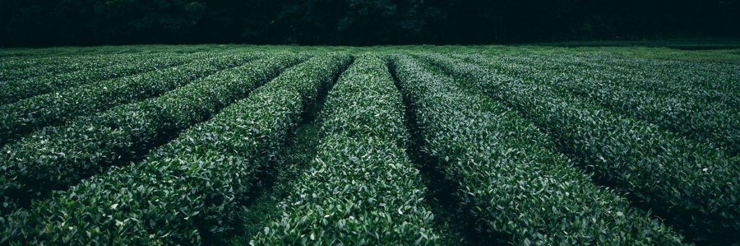 Beneficios del uso de forraje verde hidropónico