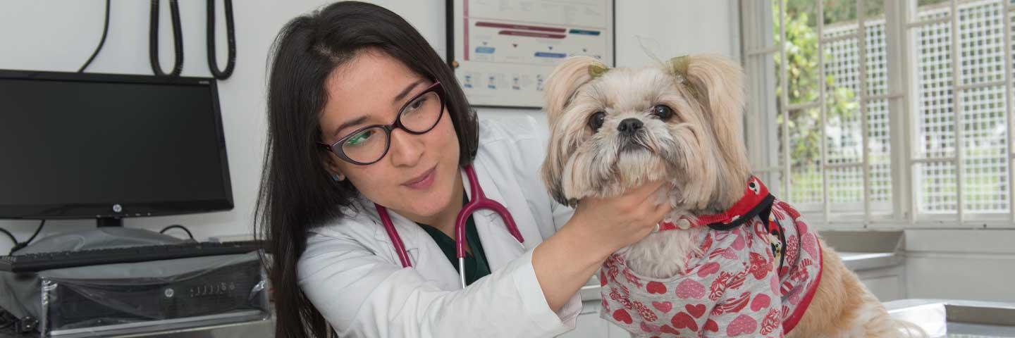 Investigación sobre ectoparásitos en gatos y perros