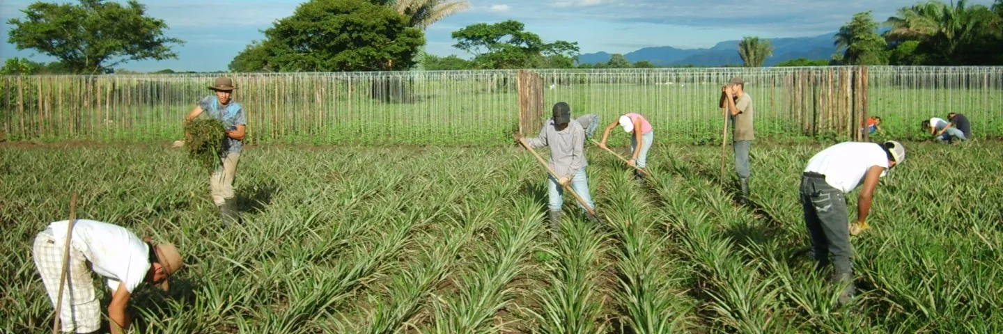 Manifiesto rural